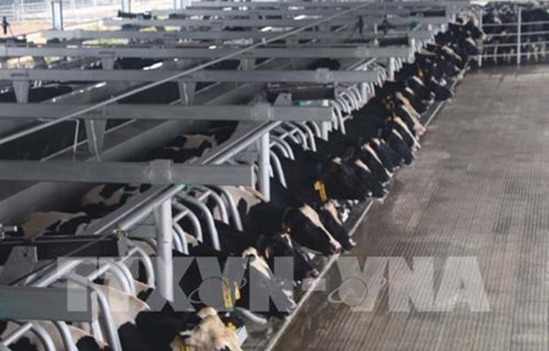Молочная компания TH Group стремится увеличить количество коров до 200 000 голов hinh anh 1
