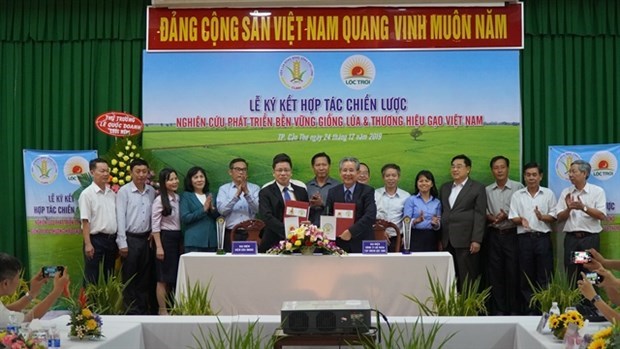 Компания и научно-исследовательскии институт сотрудничают в создании новых сортов риса hinh anh 1