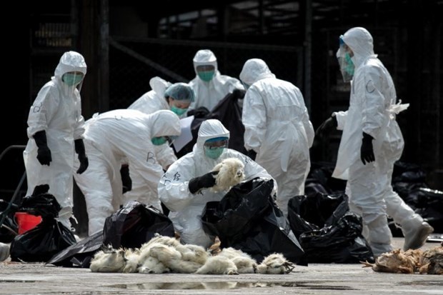 В Китае сообщили о вспышке птичьего гриппа hinh anh 1