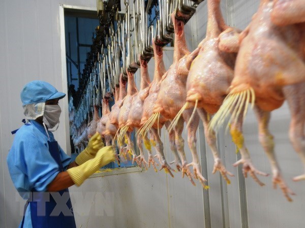 Вьетнам будет экспортировать переработанную продукцию из курицы в Россию hinh anh 1