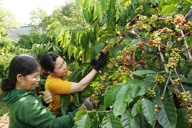 Популяризация вьетнамского кофе в мире hinh anh 1