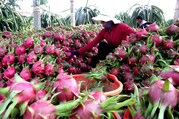 Вьетнамские компании стремятся оживить экспорт сельхозпродукции в Китаи hinh anh 1