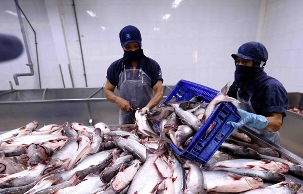 Экспорт морепродуктов в Китаи демонстрирует признаки восстановления hinh anh 1