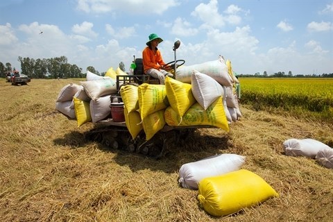 Экспортеры предлагают отменить ограничения на экспорт риса hinh anh 1