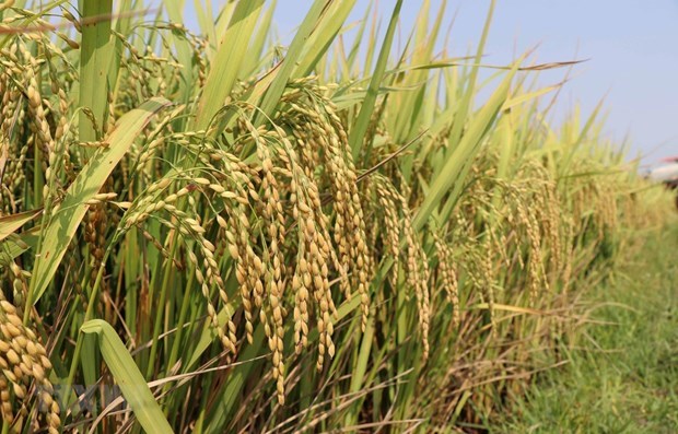 Премьер-министр разрешил возобновить экспорт риса с 1 мая hinh anh 1