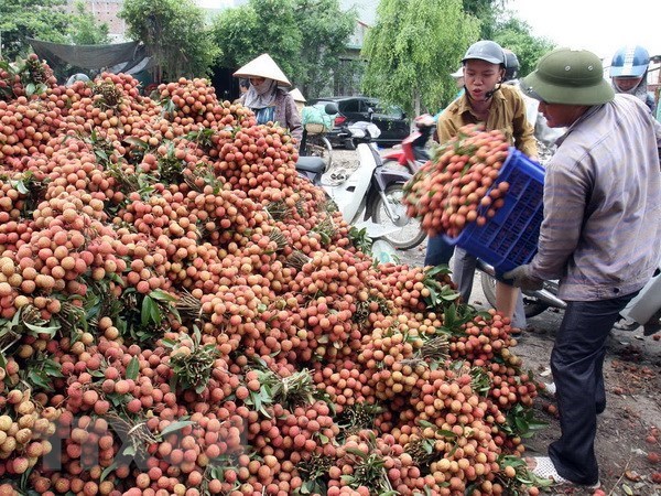 Вьетнам предложил Японии решение проблем с экспортом личи hinh anh 1