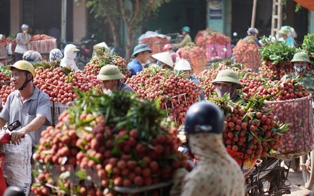 Вьетнам стремится экспортировать больше свежих фруктов и овощеи в Таиланд hinh anh 1