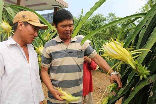 Крестьяне Тьенжанга переключаются с выращивания риса на выращивание фруктов и овощеи hinh anh 1