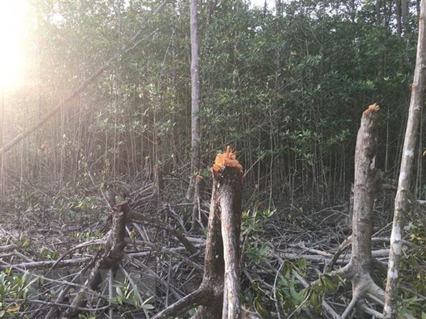 Статья 1: Запретить добычу древесины в естественных лесах - Необходимость радикальных решении hinh anh 1