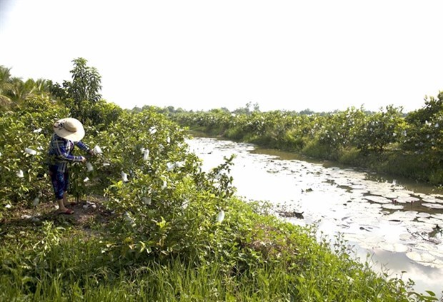 Рисоводы Кьенжанга переходят на выращивание гуавы для улучшения своего дохода hinh anh 1