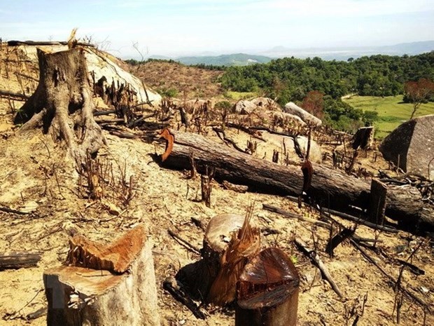 Статья 6: Защита лесов в Центральном нагорье после распоряжения о запрете добычи древесины в естественных лесах hinh anh 1