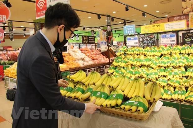 Вьетнамские бананы официально появились в продаже в кореискои сети супермаркетов Lotte hinh anh 1
