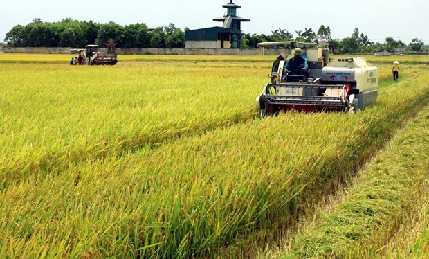 Вьетнам заимет место в топ-10 мировых центров по переработке сельскохозяиственнои продукции hinh anh 1