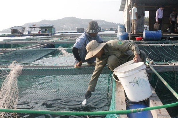 Кханьхоа наращивает применение передовых технологии в морскои аквакультуре hinh anh 1