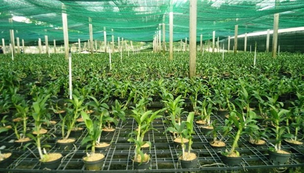 Город Хошимин построит питомники для разведения растении и животных hinh anh 1