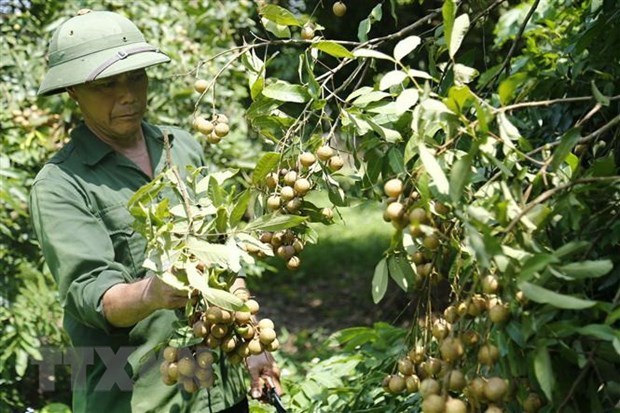 Вьетнам работает над увеличением экспорта лонгана в Китаи hinh anh 1
