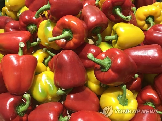 РК будет экспортировать перец во Вьетнам hinh anh 1
