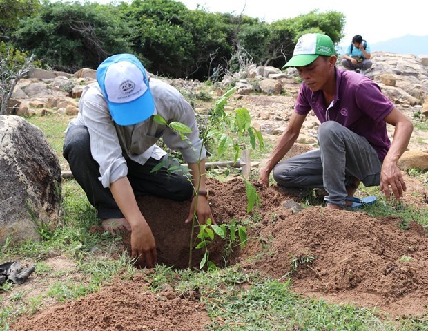 Ниньтхуан продвигает меры по расширению лесного покрова hinh anh 1
