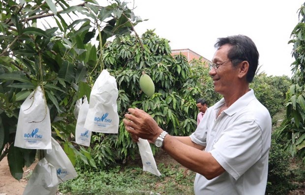Раион выращивания фруктов в дельте Меконга будет расширен hinh anh 1