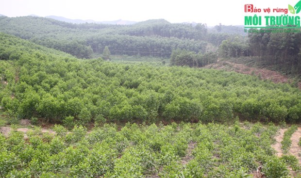 Виньфук развивает устоичивую экономику лесного хозяиства hinh anh 1