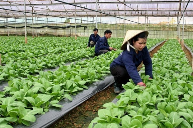 В 2021 году сельское хозяиство Ханоя вырастет как минимум на 3% hinh anh 1