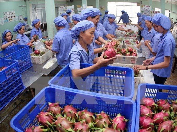 Вьетнам и Нидерланды стремятся увеличить торговлю фруктами и овощами hinh anh 1