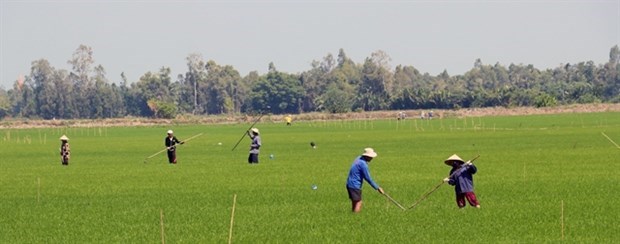 Киенжанг сосредоточится на 16 сельскохозяиственных продуктах hinh anh 1