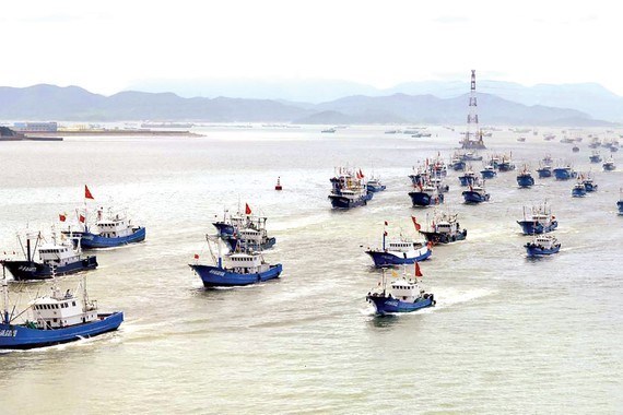 Запасы рыбы в Восточном море резко упали hinh anh 1