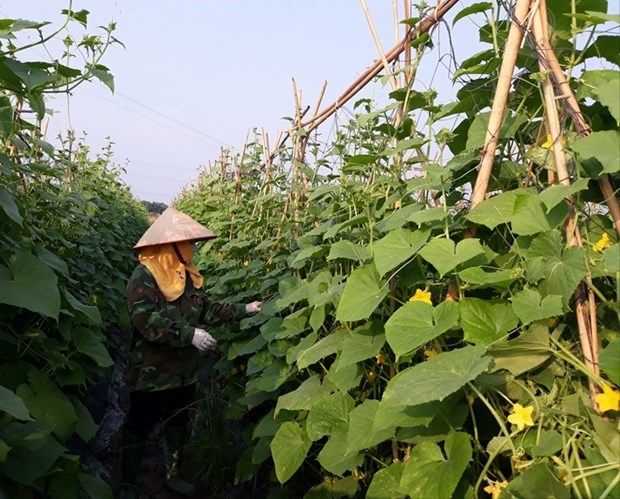 Сельское хозяиство способствует росту Виньфука на 0,13 процентного пункта hinh anh 1