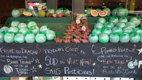 Вьетнамские кооперативы экспортируют драгонфрут и помело в Канаду hinh anh 1