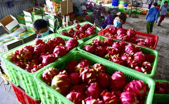EVFTA помогает увеличить экспорт сельскохозяиственнои продукции Вьетнама в ЕС hinh anh 1