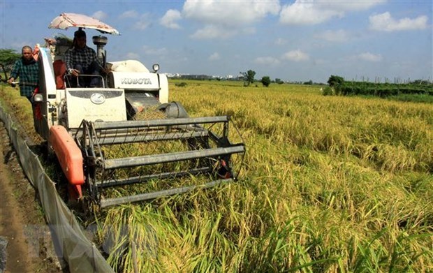 Объем экспорта риса снизился, но все же вырос в цене hinh anh 1