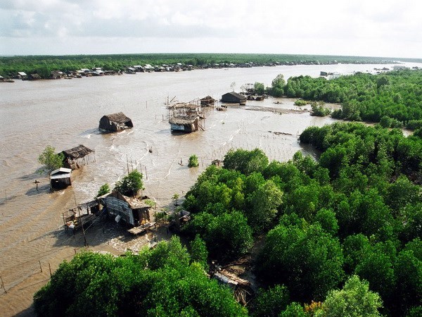 HSBC и WWF Вьетнама объединяются для восстановления затопленных лесов hinh anh 1