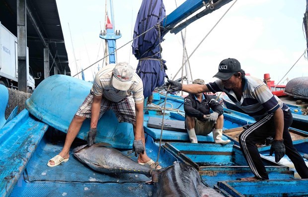 АСЕАН Today: Вьетнам активно прилагает усилия в борьбе с незаконным рыболовством hinh anh 1