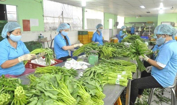 Ожидается, что экспорт фруктов и овощеи восстановится после девятимесячного спада hinh anh 1