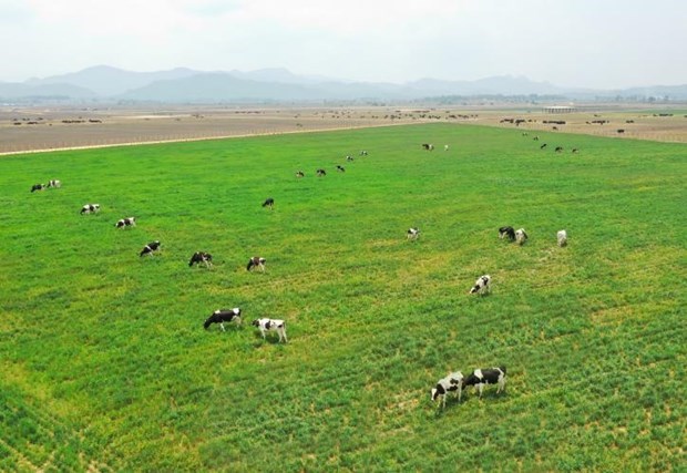 Vinamilk планирует импортировать 1.200 доиных коров из США в 2021 году hinh anh 1