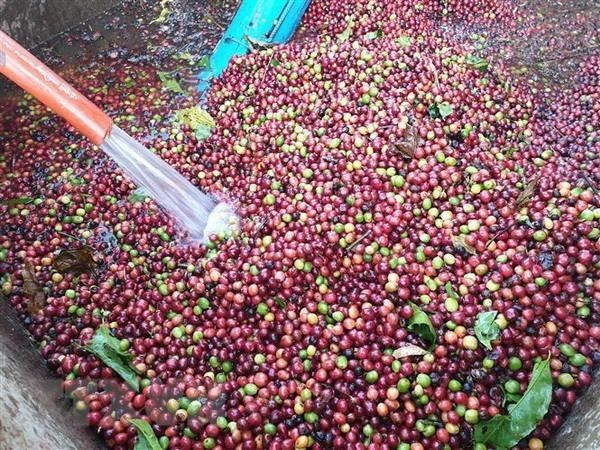 Вьетнам развивает производство высококачественного кофе hinh anh 1
