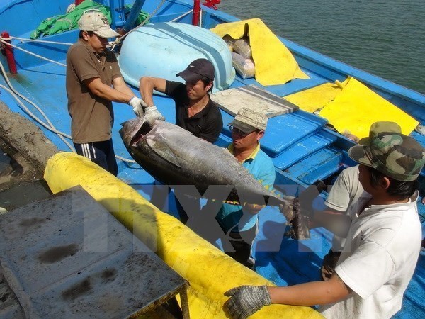 Экспортеры радуются резкому росту заказов на тунца в январе hinh anh 1