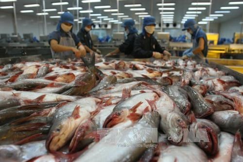 Камбоджа возобновил импорт выращеннои рыбы из Вьетнама hinh anh 1
