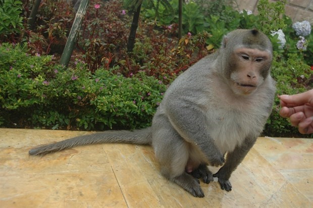 Дананг призывает защитить популяции приматов, находящихся под угрозои исчезновения hinh anh 1