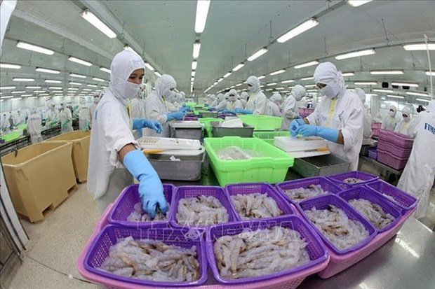 Иностранные эксперты: Вьетнам станет крупным производителем креветок hinh anh 1
