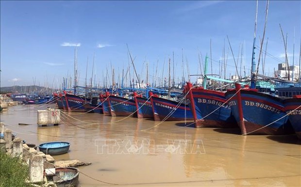 Биньдинь: все рыболовные суда должны получить сертификаты безопасности пищевых продуктов к концу июня hinh anh 1