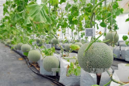 Вьетнам развивает и применяет биотехнологии в сельском хозяистве hinh anh 1
