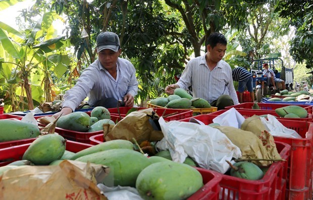 Министерство планирует к 2030 году экспортировать манго на 650 миллионов долларов hinh anh 1