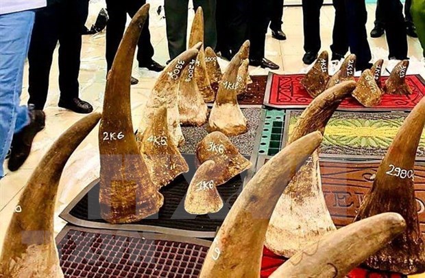Вьетнам передал образцы ДНК рога носорога ЮАР hinh anh 1