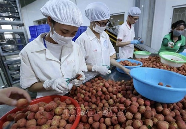 Вьетнам и Китаи ускорят таможенное оформление свежих фруктов hinh anh 2