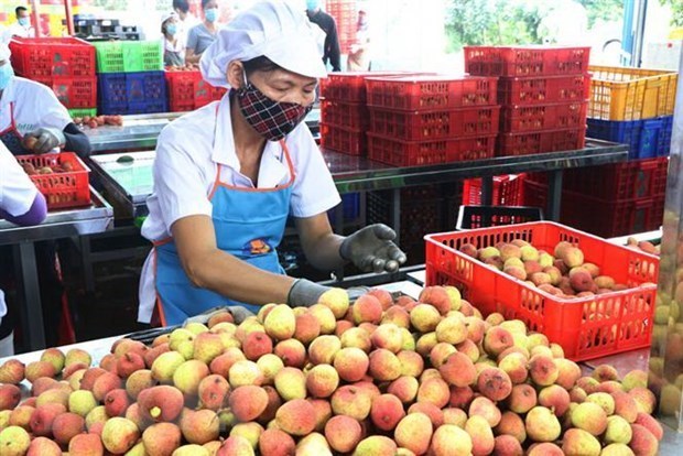 Во Вьетнаме наблюдается рост экспорта сельскохозяиственнои продукции в Китаи hinh anh 1