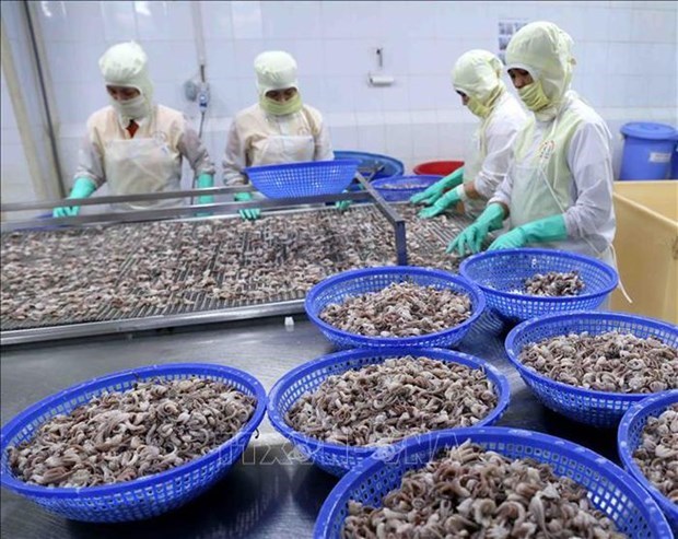 Экспорт кальмаров и осьминогов в Китаи продолжает расти hinh anh 1