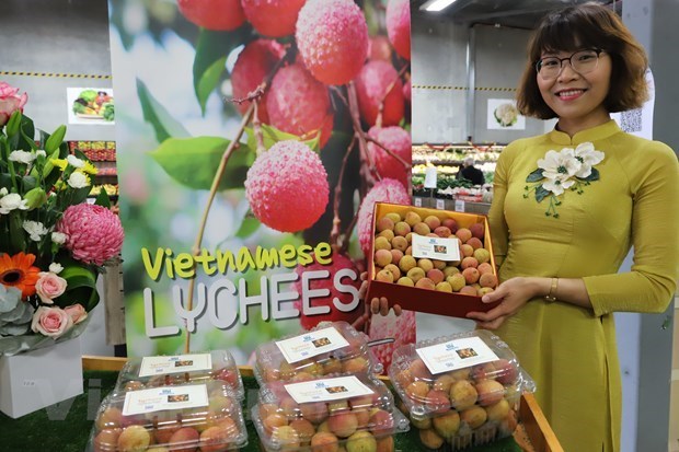 Вьетнамскии личи стал популярным товаром в Австралии hinh anh 1