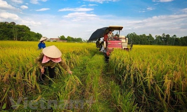 Всемирныи банк готов поддержать новые проекты в аграрном секторе hinh anh 1